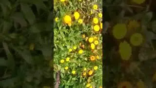 🌸🌼🌸🏵🌸