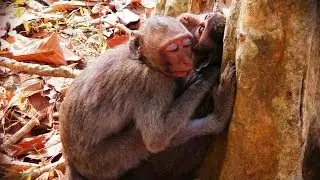 Today to met monkey Julina slept base of the tree with the best friend, So pity Julina.