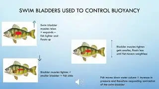 Fish navigation using hydrostatic pressure