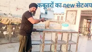 🤩कबूतरों का new breeding सेटअप 😎