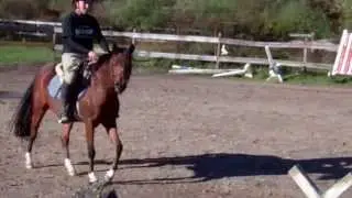Spring Hollow Just Dance Small pony hunter prospect 3yr old 12.1 3/4 h