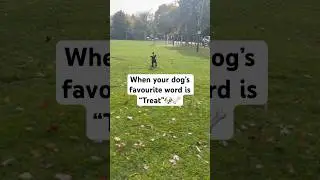 🇨🇦 🍁 🐕 #doglovers #dogvideos #cutedogs #dogwalk 🐶#toronto #canada