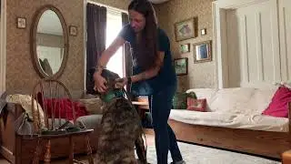 How to muzzle a large dog that&rsquo;s uncomfortable with putting on collars.