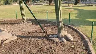 # garden cactus garden puncukula it is a very beautiful garden, see a little bit in my video friends