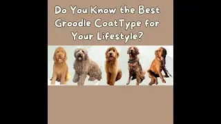 Groodle Coat Types  (All Coat Types of Goldendoodles) Straight Coat, Wavy Coat, Curly Coat Groodles
