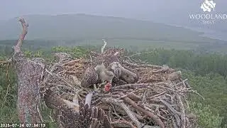 Oh no! Breac hangs upside down off Loch Arkaig Osprey Nest Two trying to get fish two! 24 Jul 2025