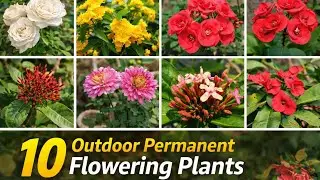 Top 10 Permanent Outdoor Flowering Plants for Home Garden | Year-Round Blooms