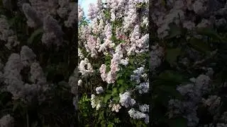 Parfums fleuris
