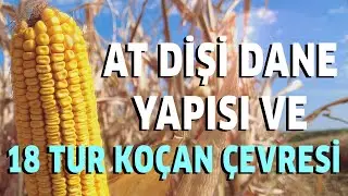 At Dişi Dane Yapısı ve 18 Tur Koçan Çevresi! - Tarım Aktüel