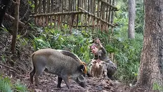 Survival Skills: Setting Wild Boar Traps and Catching Giant Fish Underwater. Triệu Phương survival