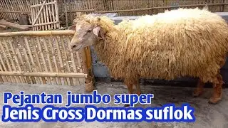 Pejantan superan jumbo jenis cross sulfok dormas