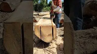 Sawing mango wood with a chainsaw #woodworking #wood #stihl #woodwork #asmr