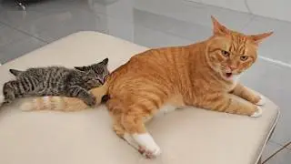 Котките и кучетата са нелепо забавни 😹🐶 Компилация &bdquo;Опитайте се да не се смеете&ldquo; (2026)
