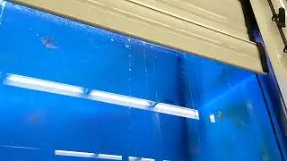 Pajama Cardinalfish August Splash