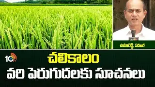 చలికాలం వరి పెరుగుదలకు సూచనలు | Paddy Crop Techniques | Winter Season | Matti Manishi | 10TV