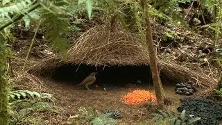 Vogelkop Bowerbird (Amblyornis inornata), H&uuml;tteng&auml;rtner, Burung Namdur, Indonesia