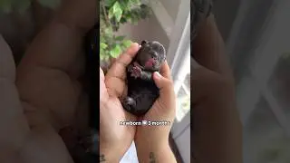 Newborn puppy vs 3 months old transformation ❤️ #cutedog #puppy #dogs #frenchbulldog #animals #dog
