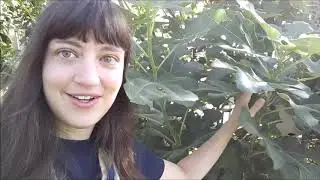 Farm Tour: Olney Friends School 2020