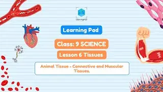 Biology Grade 9 | Animal Tissues: Connective & Muscular Tissues Explained | 3D Learning
