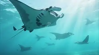 🌊 Dev Manta Vatozu Okyanusların Gizemli Kanatlı