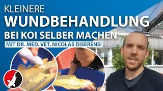 Kleinere Wundbehandlung bei Koi selber machen mit Dr. med. vet. Nicolas Diserens!