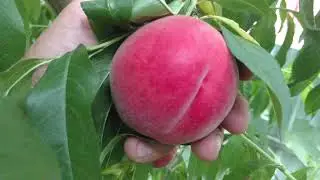 персик Фреш Вайт / peach Fresh White/ Отзыв и видео от питомника Макси Сад