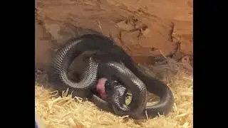 Baby Mexican black king snake first pinky mouse feeding video