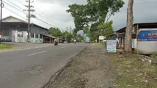 basuri bus Kamila elapidae