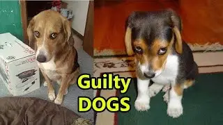 Guilty DOG Face Reaction - Guilty Dogs Video Compilation 2020