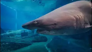 UShaka Marine World ! Shark Cage Diving , Snorkelling , Dolphin Show and Aquarium