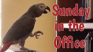 Sunday in the Office with Einstein Parrot