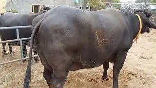 #LAKSHMIDAIRY FARM || BUFFALO LAKSHMI MOTHER OF MODI BULL  || INDIA BEST BULL
