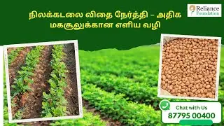 நிலக்கடலை விதை நேர்த்தி – அதிக மகசூலுக்கான எளிய வழி | Biological seed treatment for Groundnut