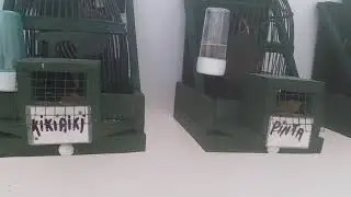 El cesteo de mis p&aacute;jaros reclamos