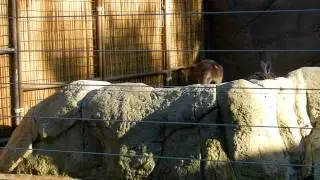 Kangaroo of San Diego Zoo Hopping