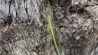 New Zealand Stick Insect
