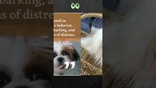 Do Shih Tzu&rsquo;s Have Separation Anxiety? | Petmoo #shorts #shihtzu #shihtzufaqs
