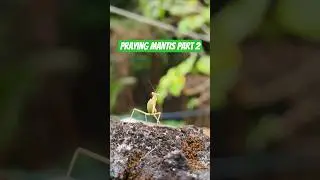 Praying Mantis Part 2 #viralvideo #trending #viral #shorts #animals #shortvideo #fypシ