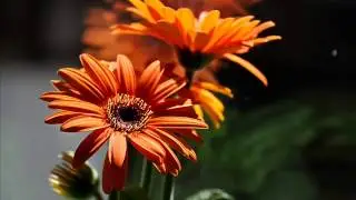 Spring Sounds of Trance - mixed by Goldyboy --HQ--Tracklist Included CD 3