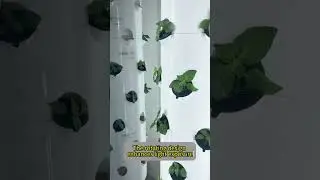 The rotating hydroponic tower you've never seen before!#hydroponicsystem #hydroponics #lyine