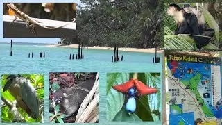 Beaches and Jungle Trails of Cahuita National Park :  Cahuita Point and Puerto Vargas Sections