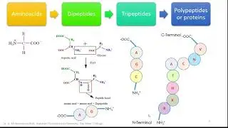 Proteins, Metalloproteins, Enzymes and Metalloenzymes.