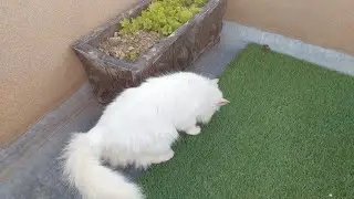 Cat Is So Curious When She Comes Out