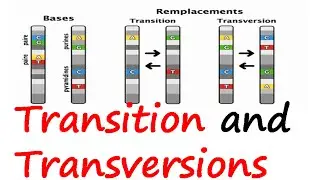 Transition and transversions