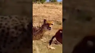 #trending #discovery #tiktok #shortvideo