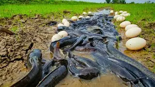 Amazing Fishing, catch fish in water and pick duck eggs in rice field near village
