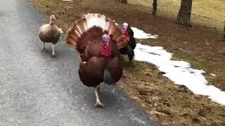 The Running Of The Turkeys