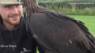 Imprinting my female Golden Eagle THE DAKOTA PROJECT