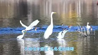 【友情歲月】鄭伊健