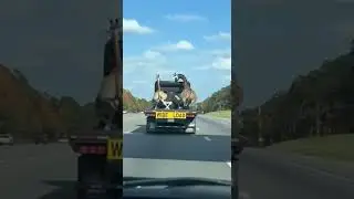 NIGHTMARE ON THE HIGHWAY Giraffes CRASHED under the BRIDGE! 🤯 Real Footage
